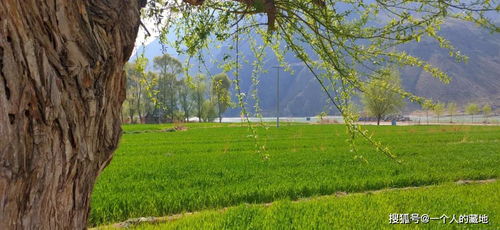 來松巴藏族民俗文化村浪一浪 陽光草地吹吹風(fēng)