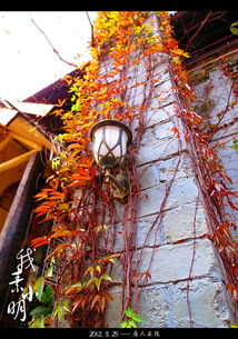 陽光燦爛的日子 唐人文化